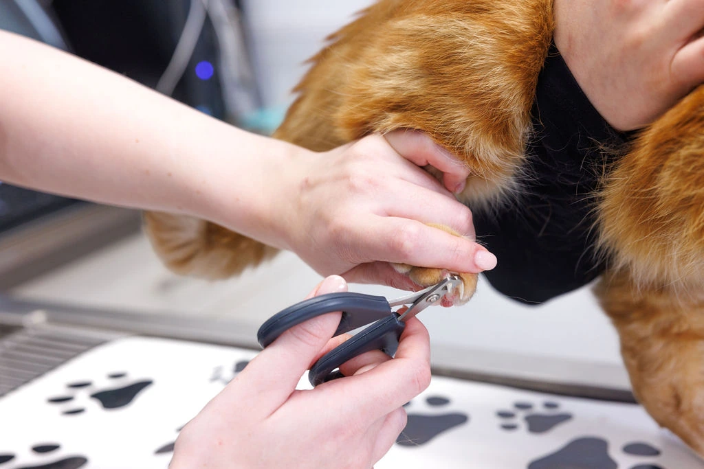 Close-up of a careful nail trim on an orange cat’s paw