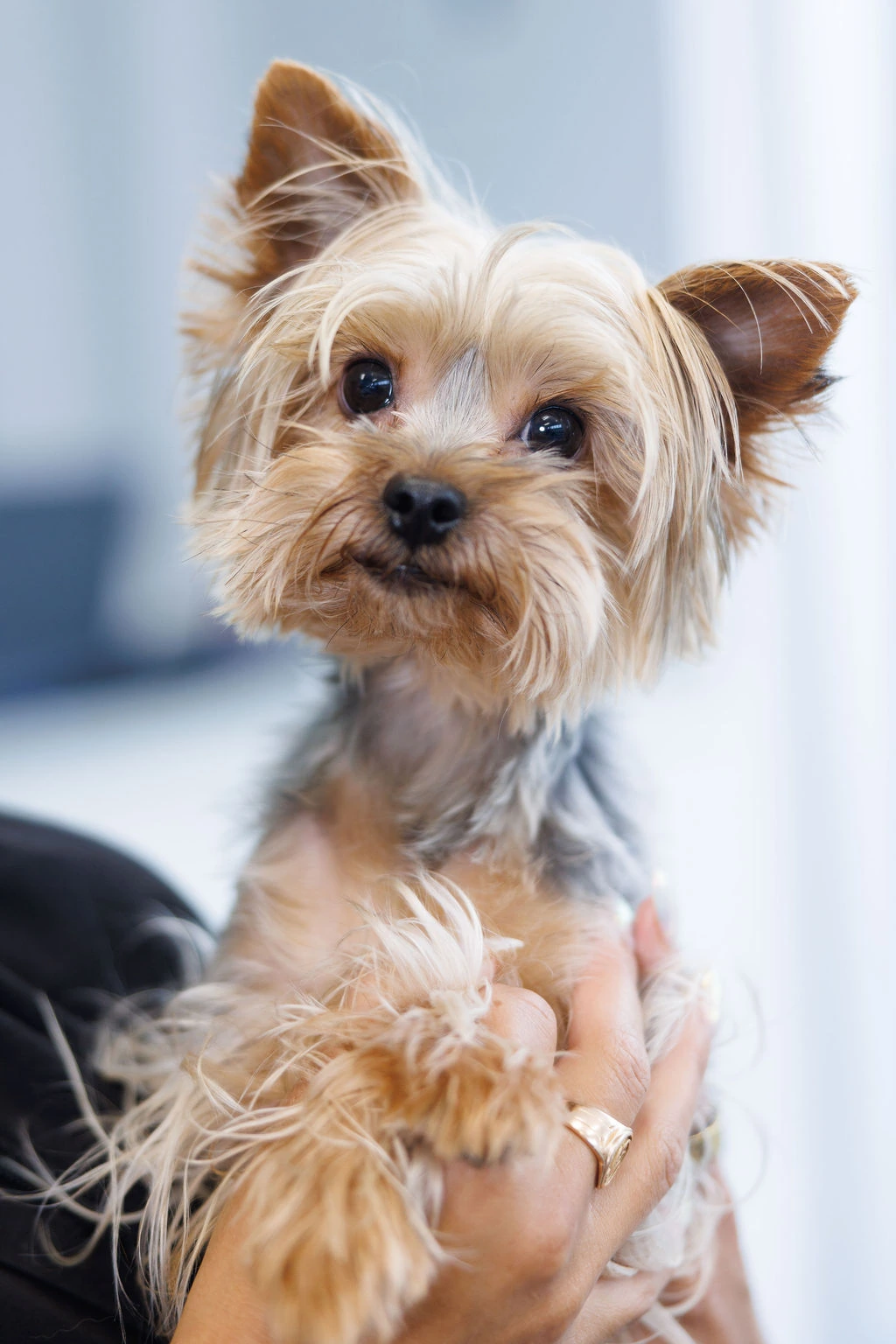 Close-up of a Yorkshire terrier with tufted ears
